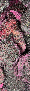 Drachenfruchtscheiben naturbelassen