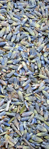 Lavendelblüten ganz Bio