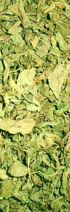 Pfefferminze ganzes Blatt Bio