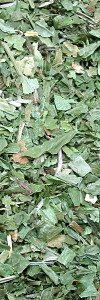 Waldmeister geschnitten