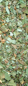 Weißdornblätter mit Blüten geschnitten Bio